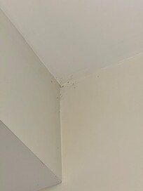 And more spider webs