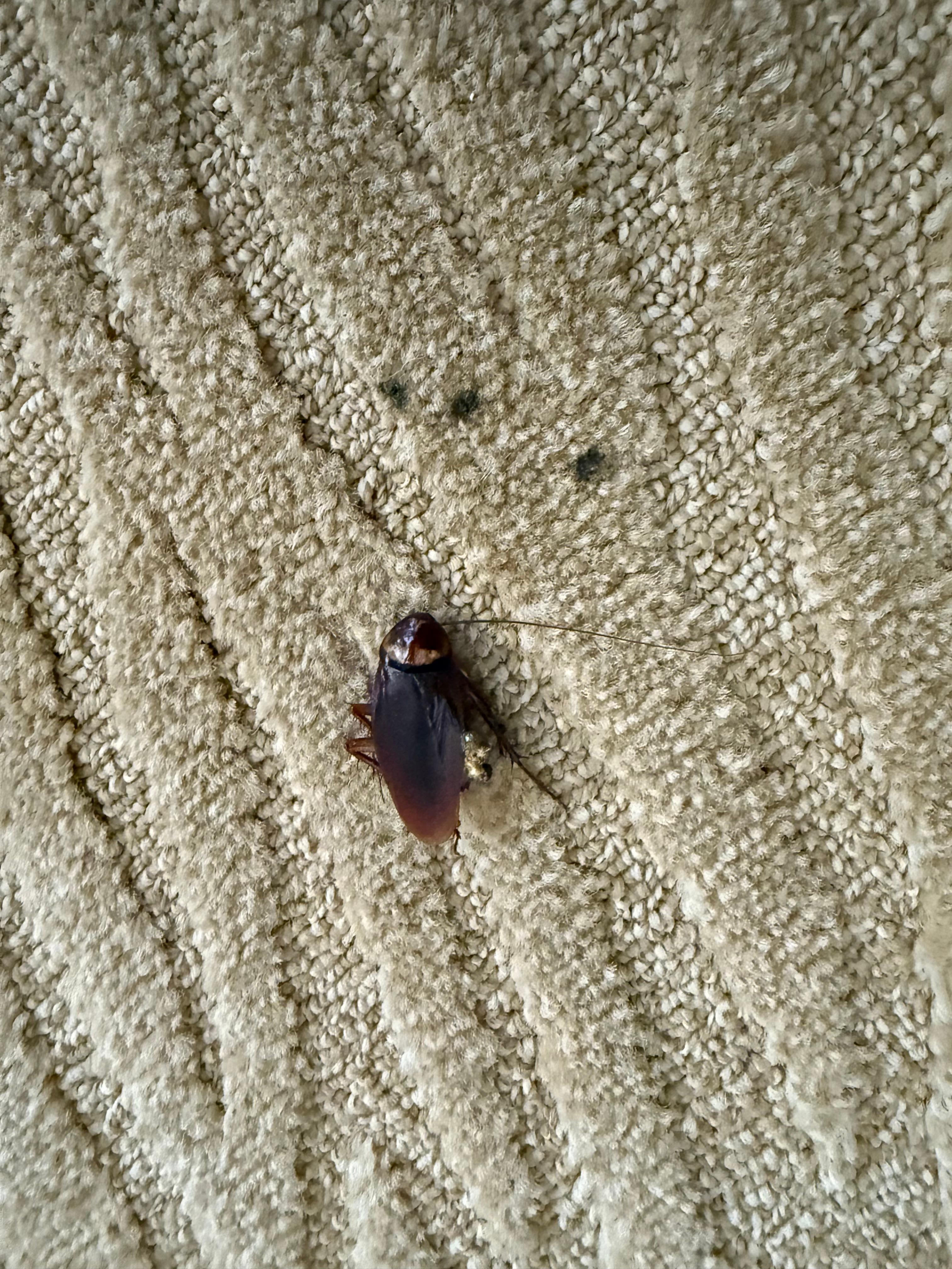 Small guest in room 