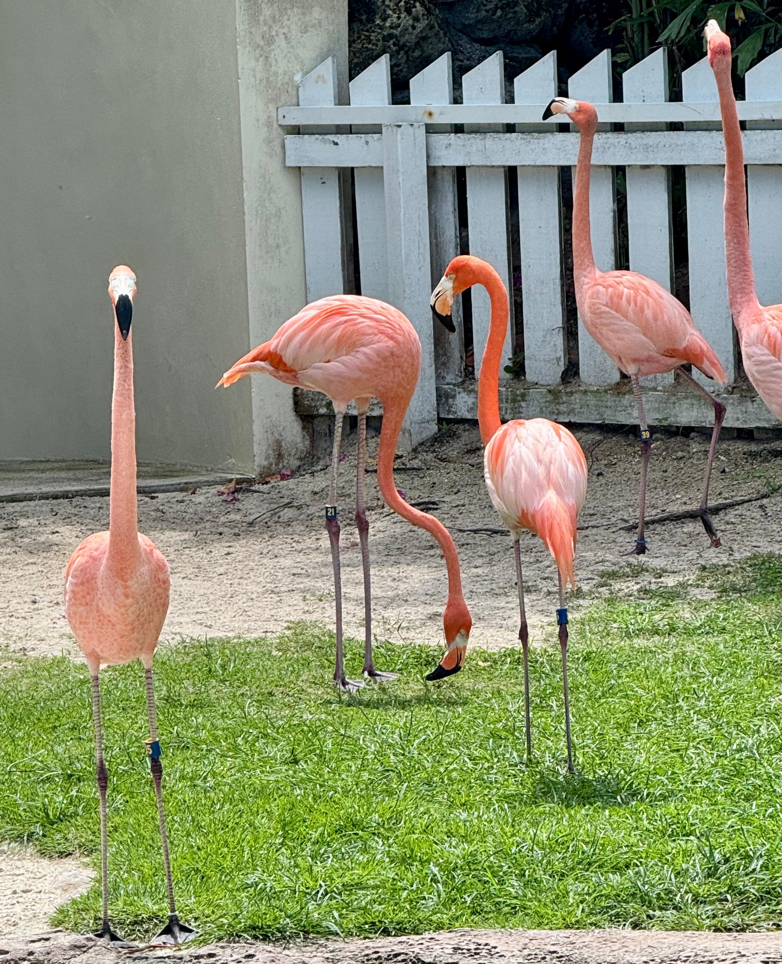 The flamingos are at a neighboring resort 