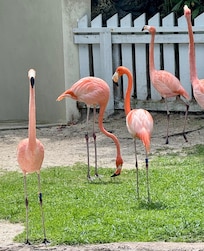 The flamingos are at a neighboring resort