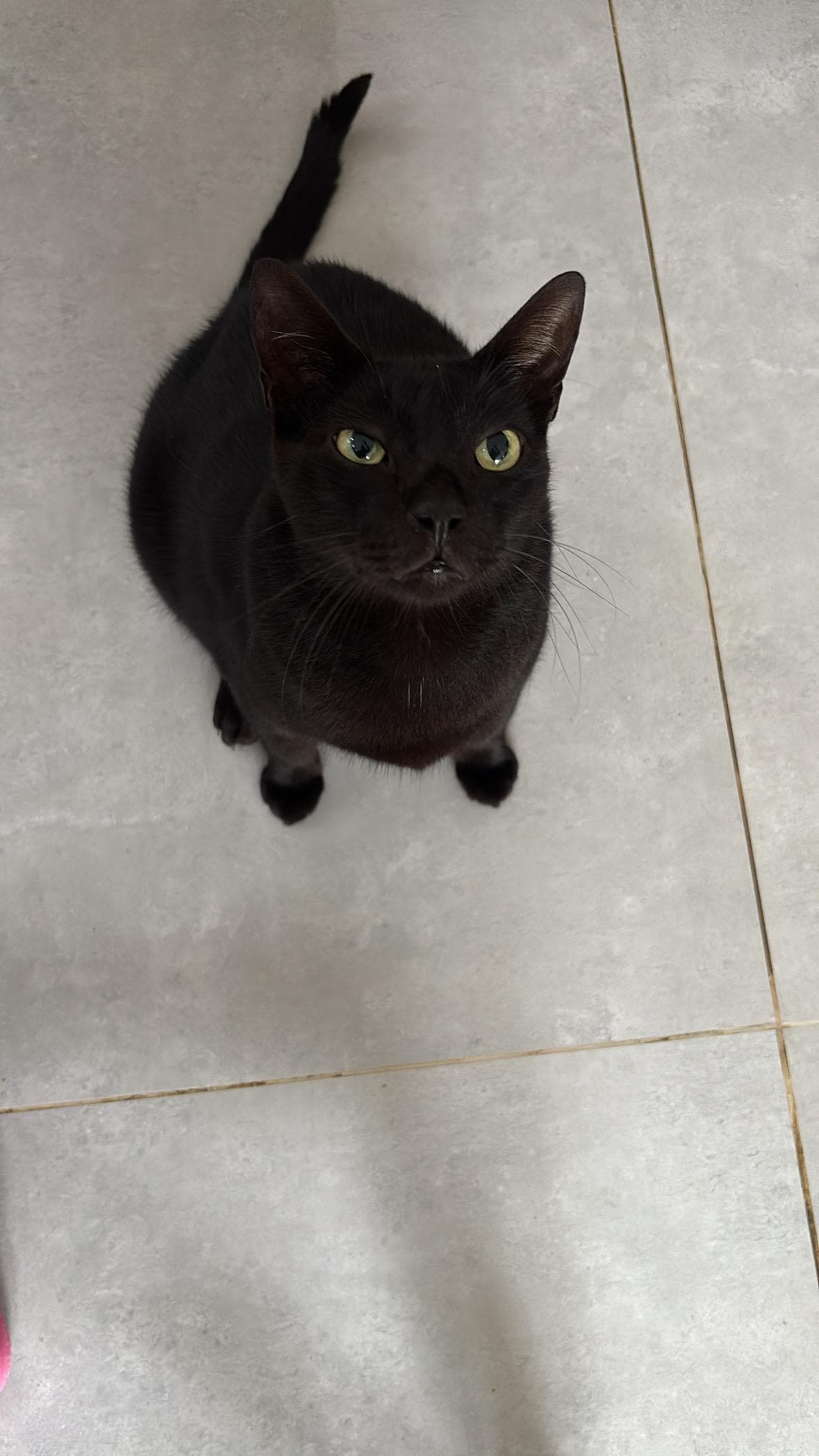 Super carinhosos e amiguinhos, eles só querem um cafuné 