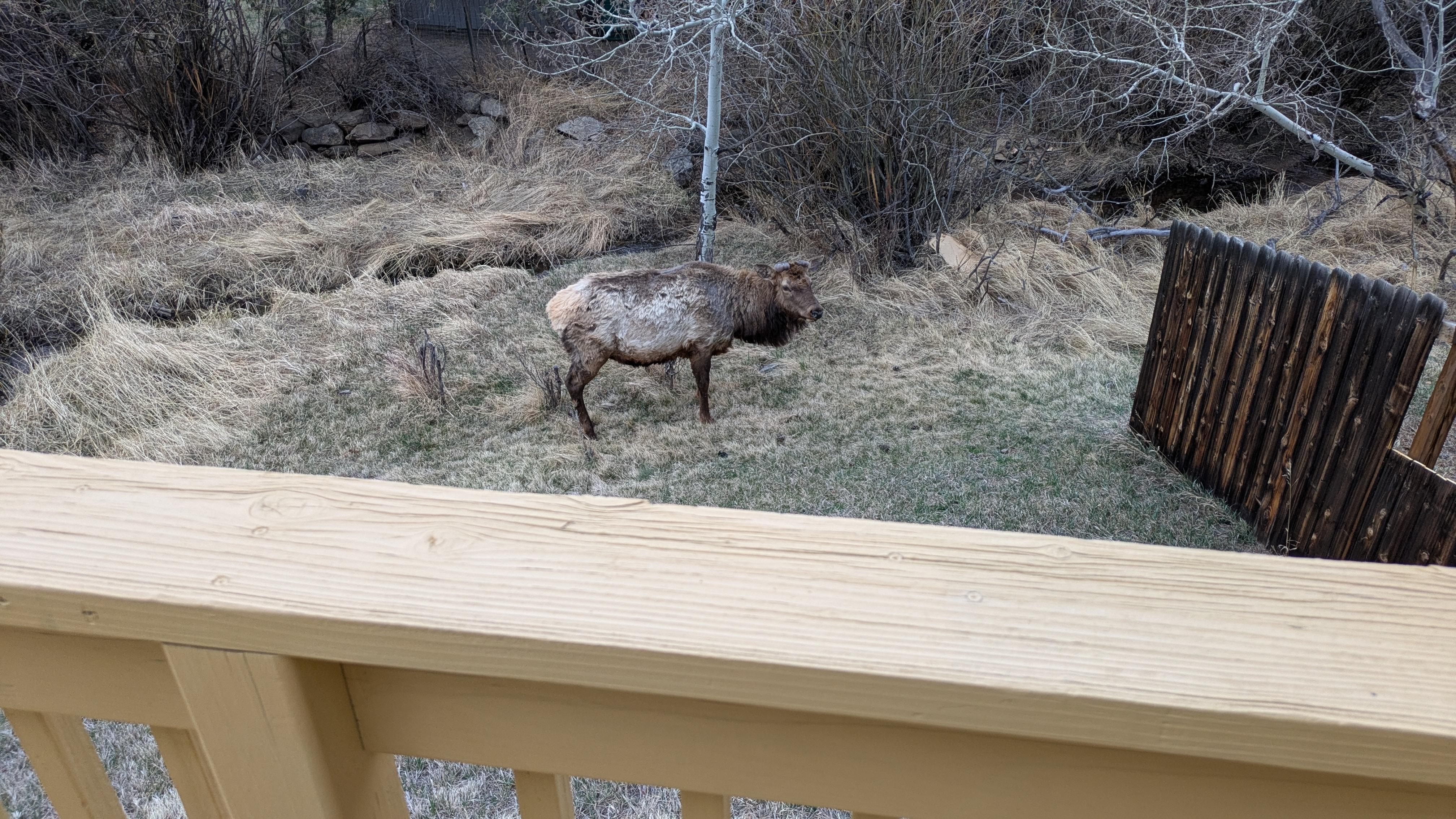 My morning view from the deck.