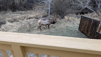 My morning view from the deck.