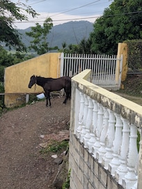 And home comes equipped with a beautiful extra! Meet Kush! He loves apples!!! Our girls loved him!