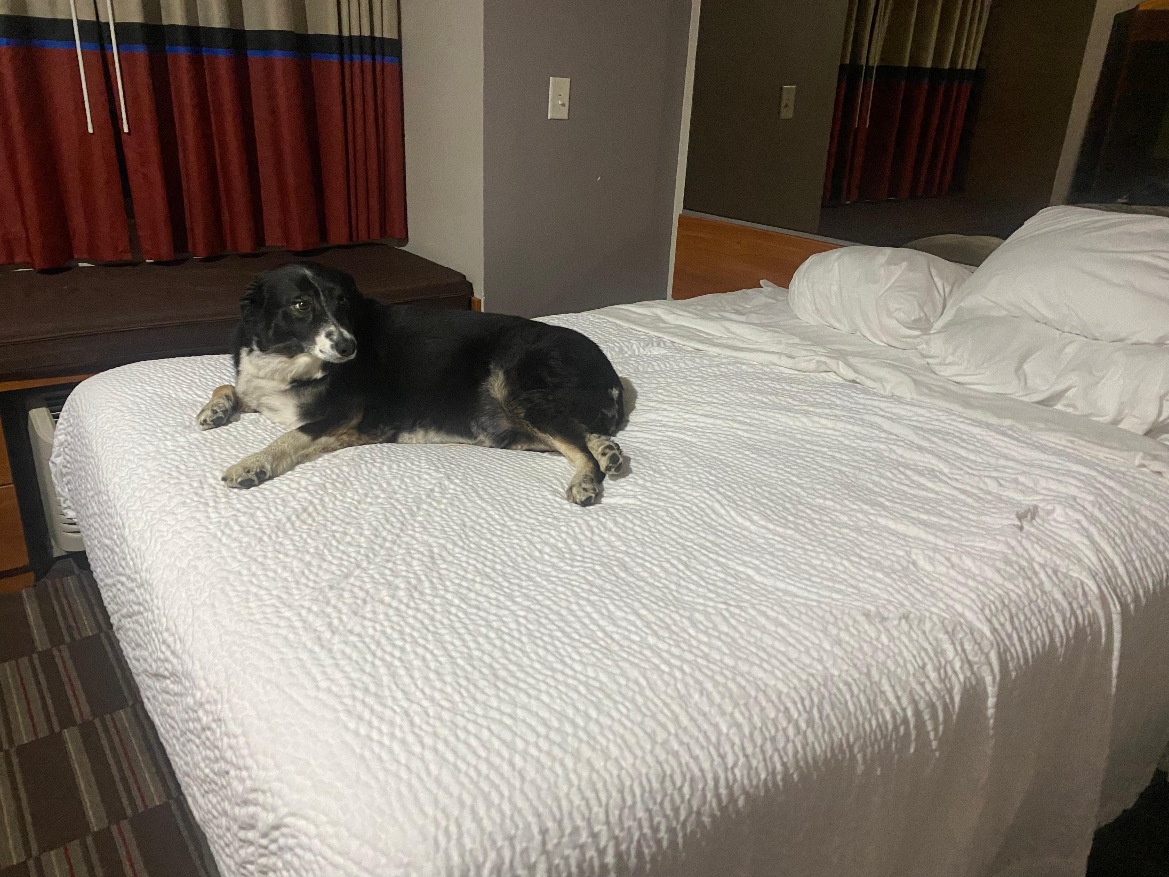 Pet Friendly is always a plus for me🐾