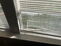 broken blinds/throughout house