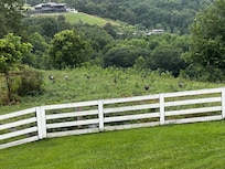 Wild turkeys