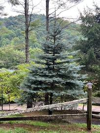 View from back side of cabin