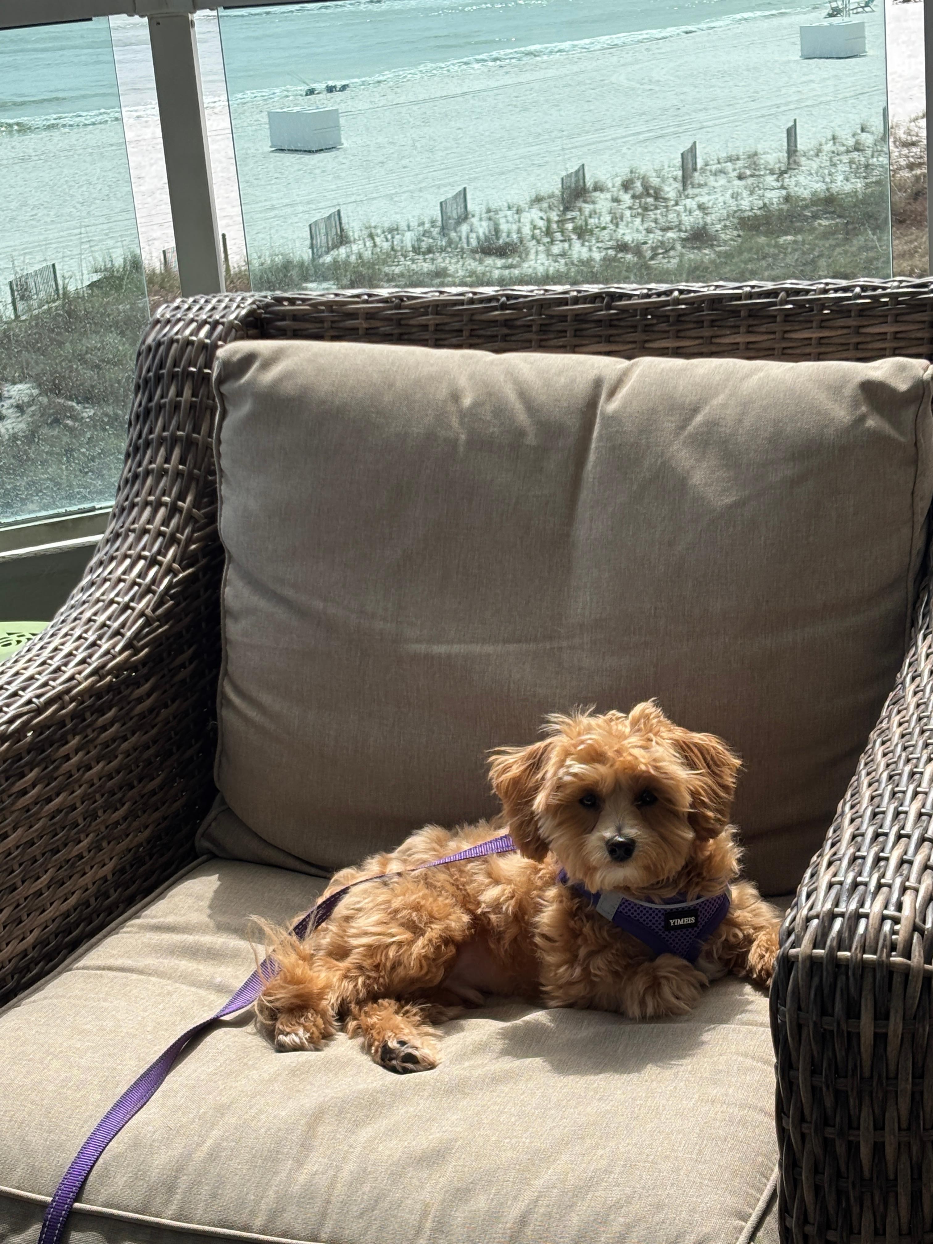 Balcony was very safe for small pets