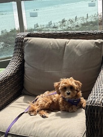 Balcony was very safe for small pets