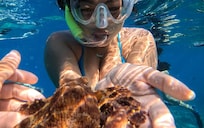 The canoe snorkel at the Mauna lani.