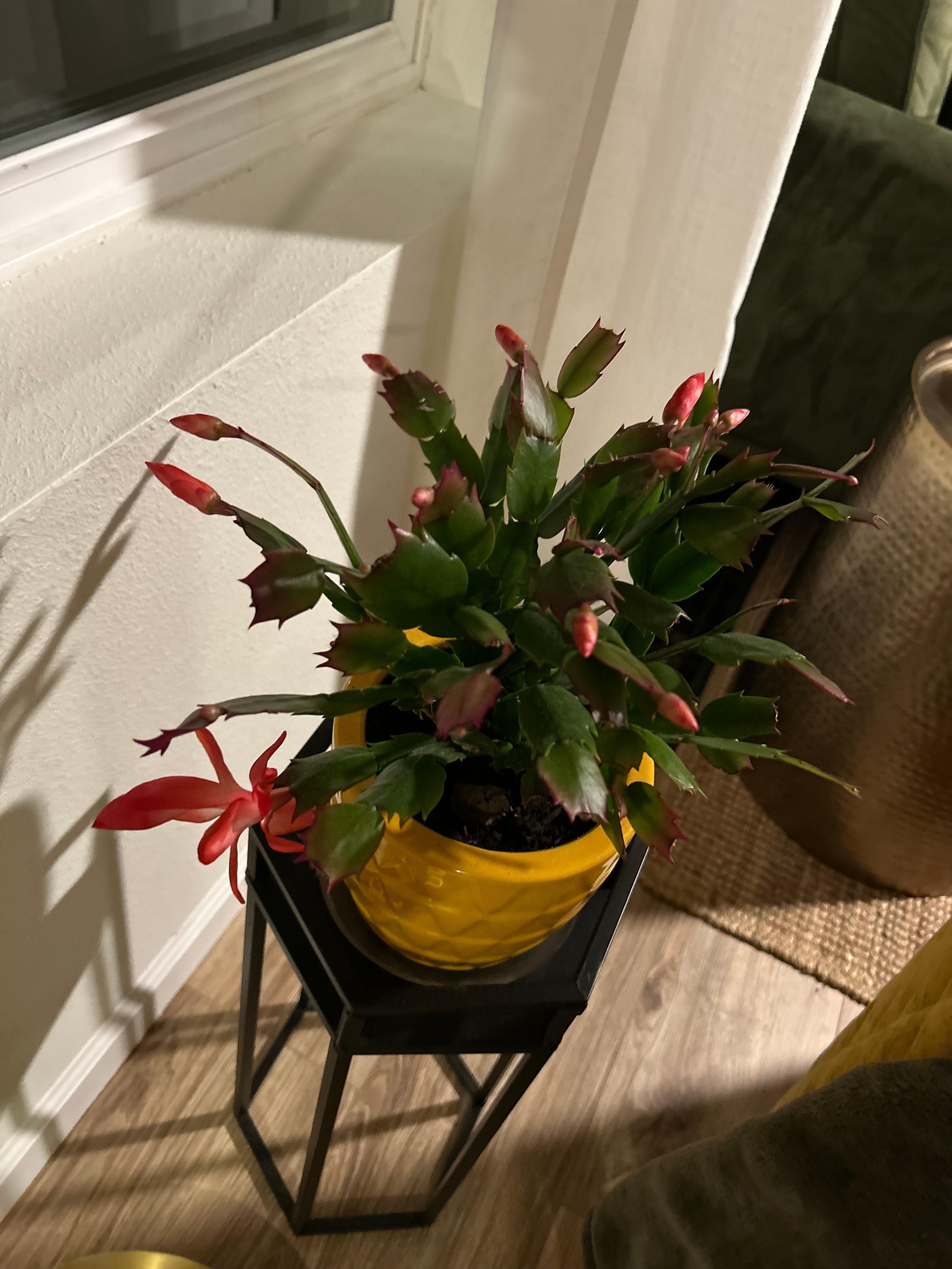 Live plants made it feel like home. This one is blooming!