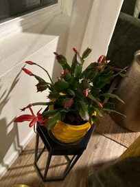 Live plants made it feel like home. This one is blooming!