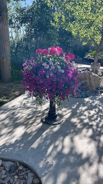 The garden area