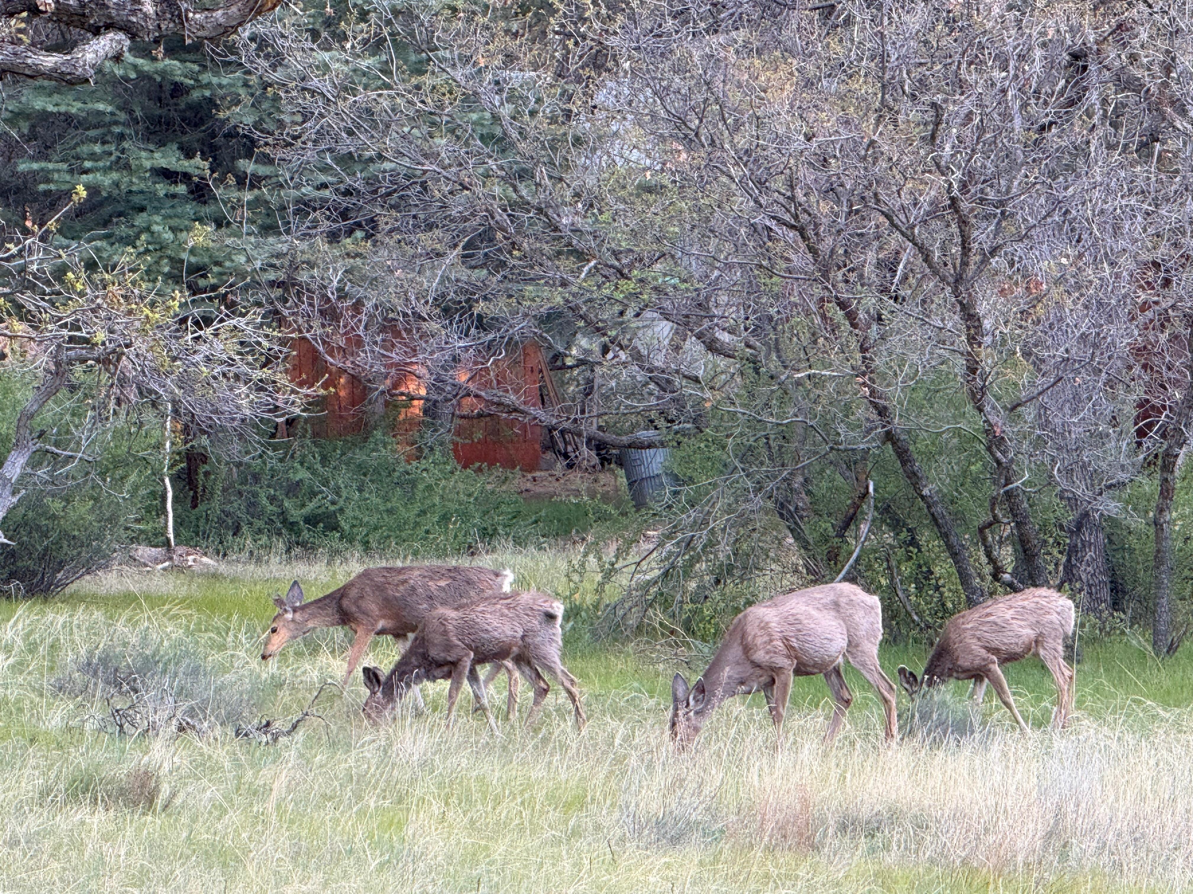Meadow visitors 