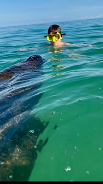 Manatee encounter