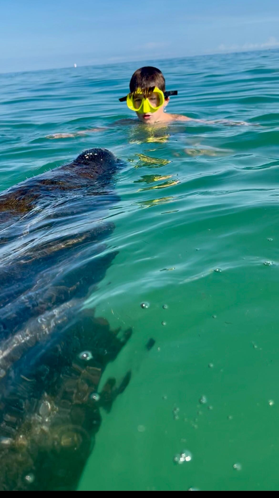 Manatee encounter 