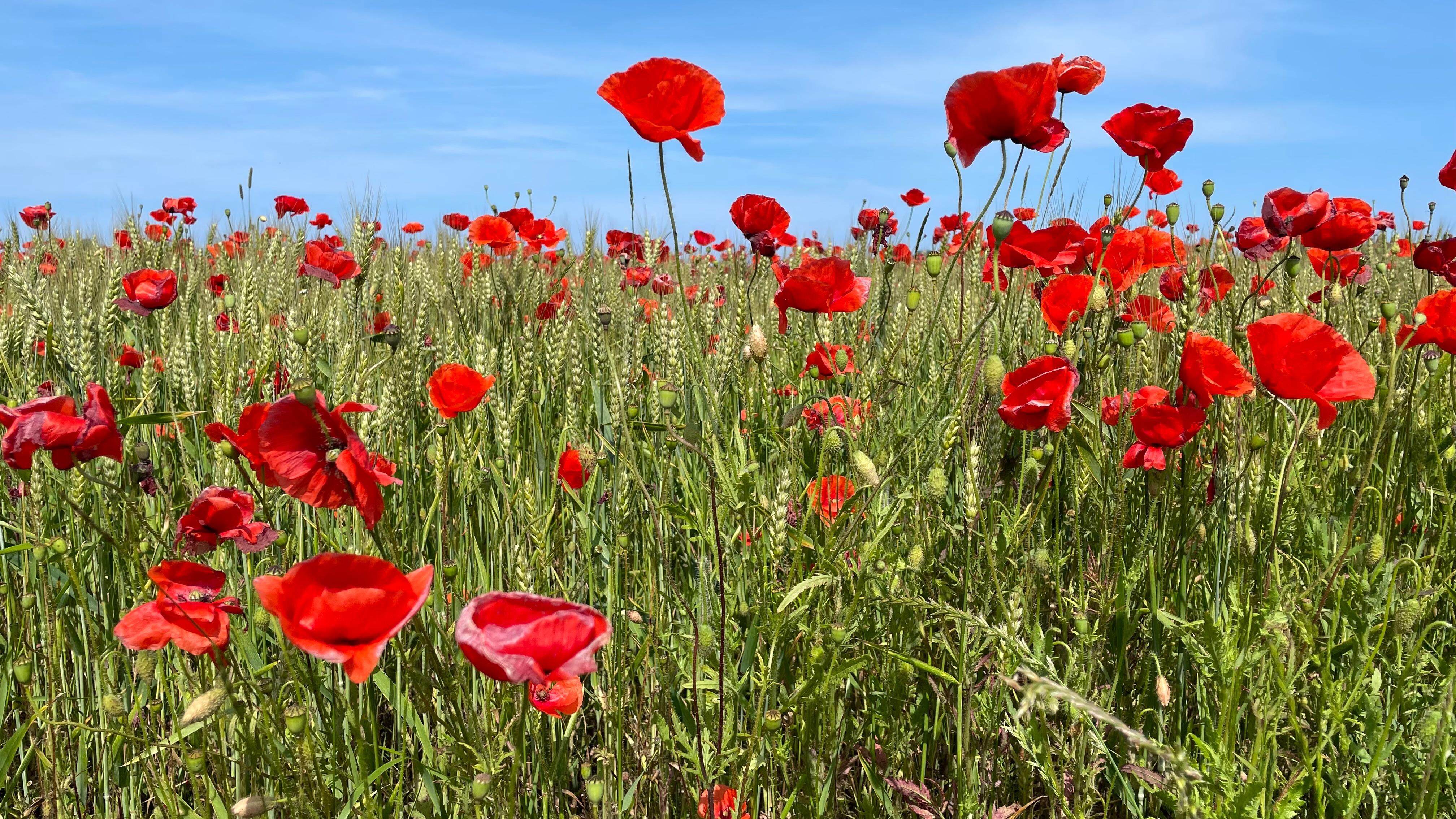 Blick auf die Felder