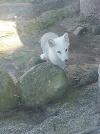 Polarfuchs im "Zoo Am Meer"