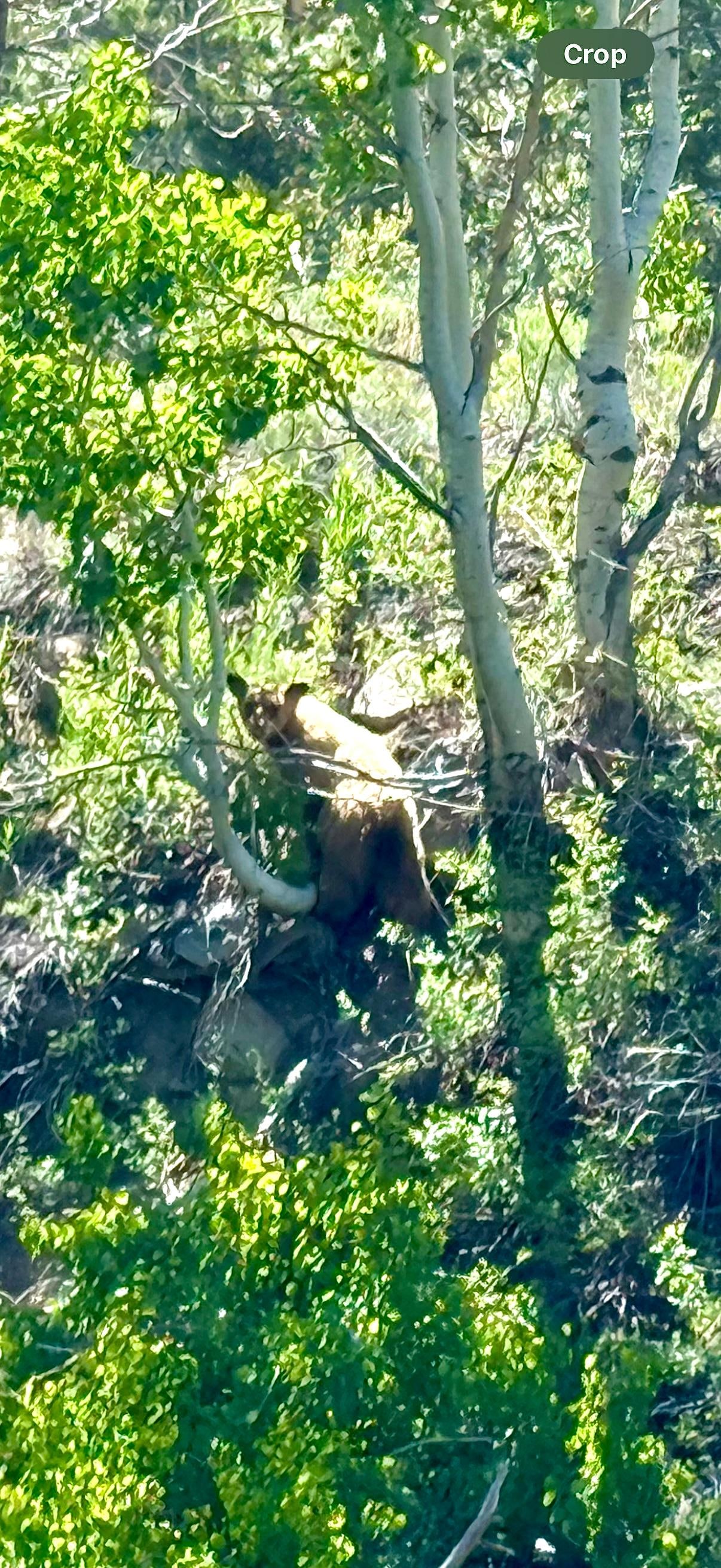 Saw this bear across the river one morning.