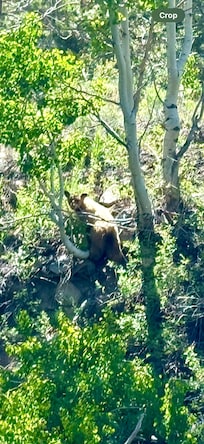 Saw this bear across the river one morning.