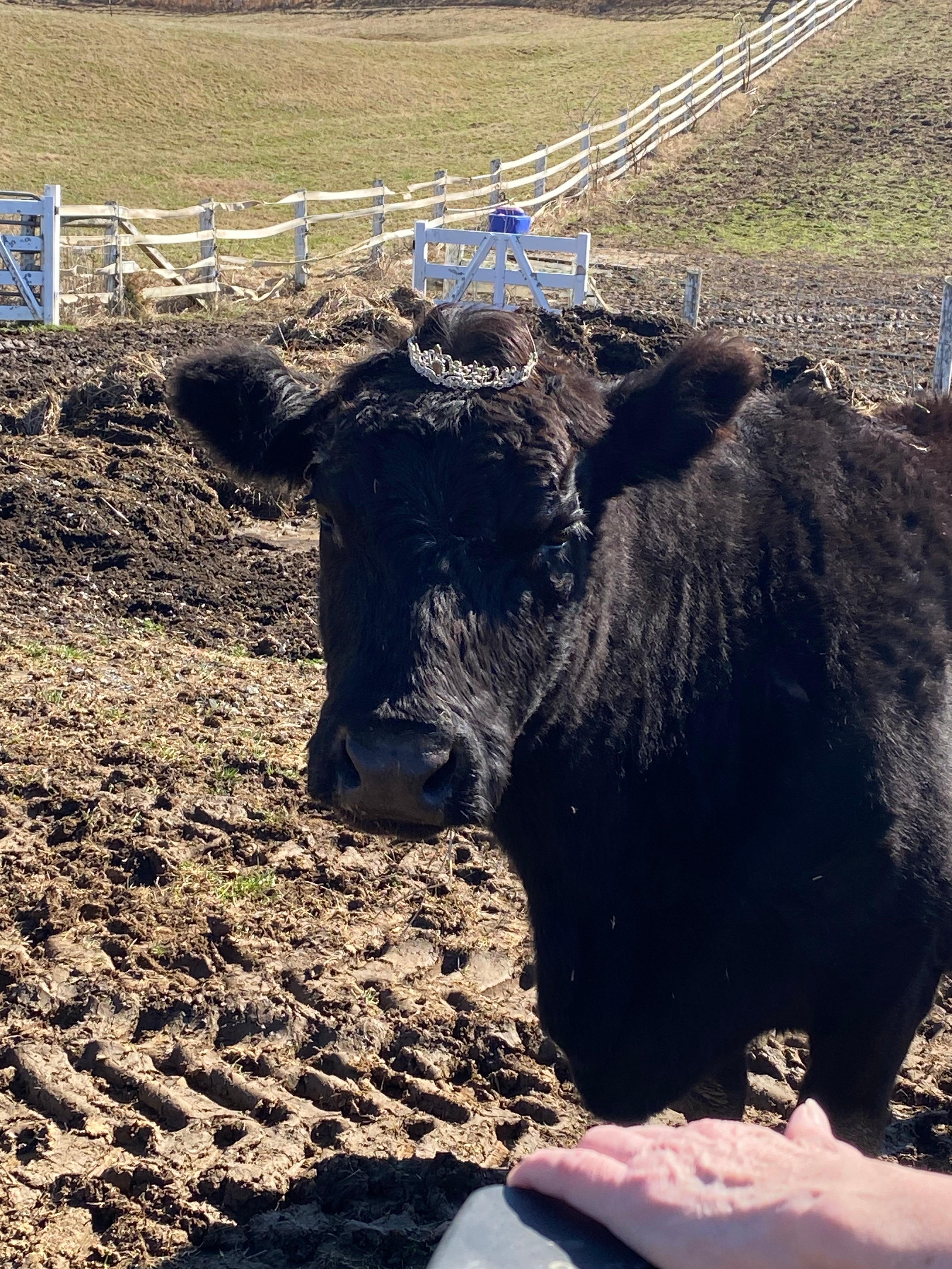 The property princess