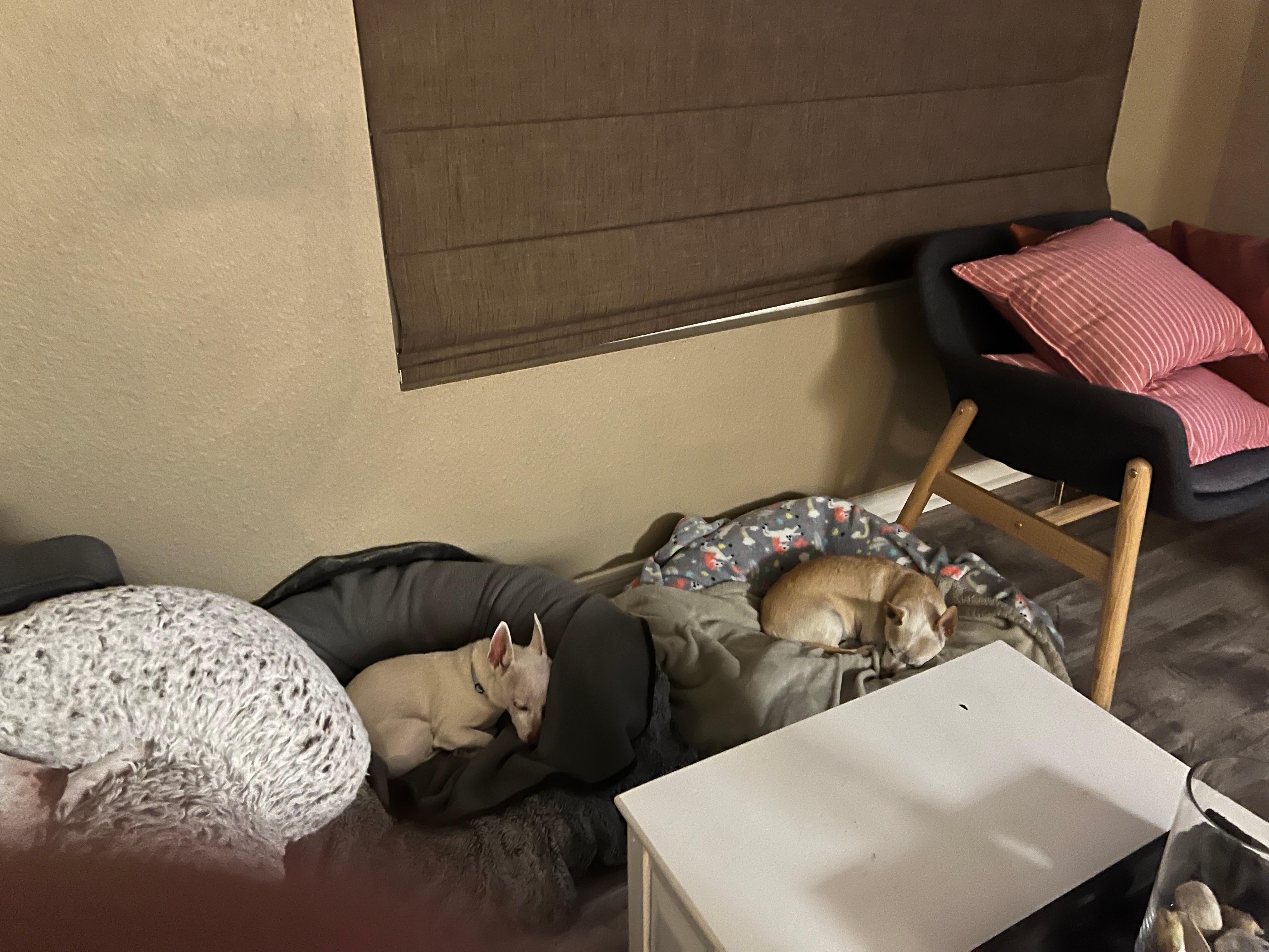 Dogs kicking it on their beds after a long hike at Sara park 