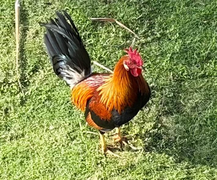 One of our outdoor roommates.