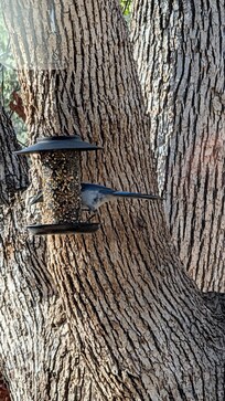 Birds at the bird feeder outside our window.