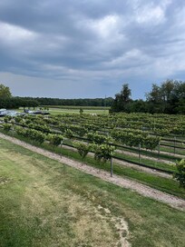 Vineyard