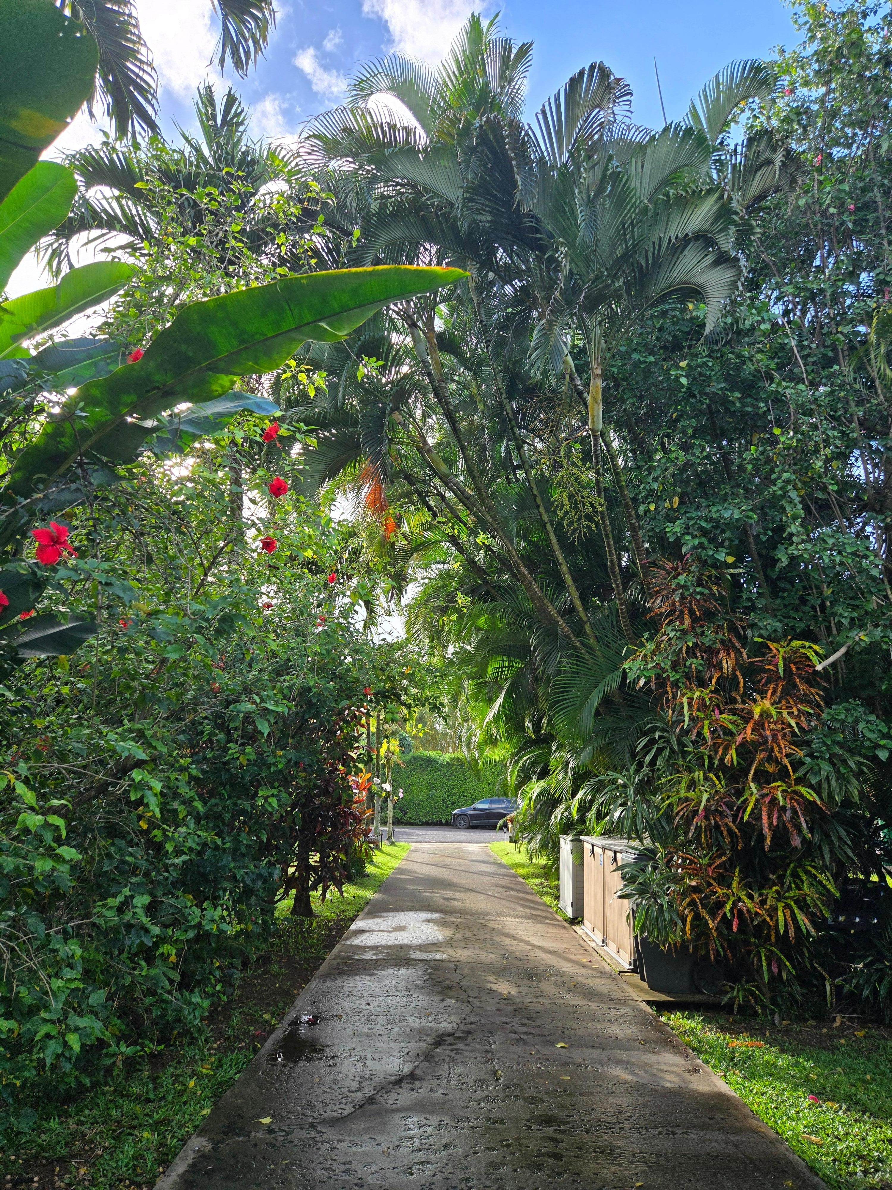My view while grilling, looking back down the driveway. 
