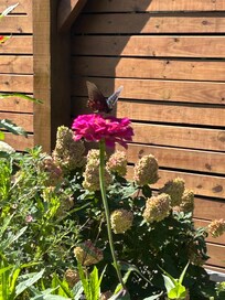 Beautiful Flowers with Butterflies
