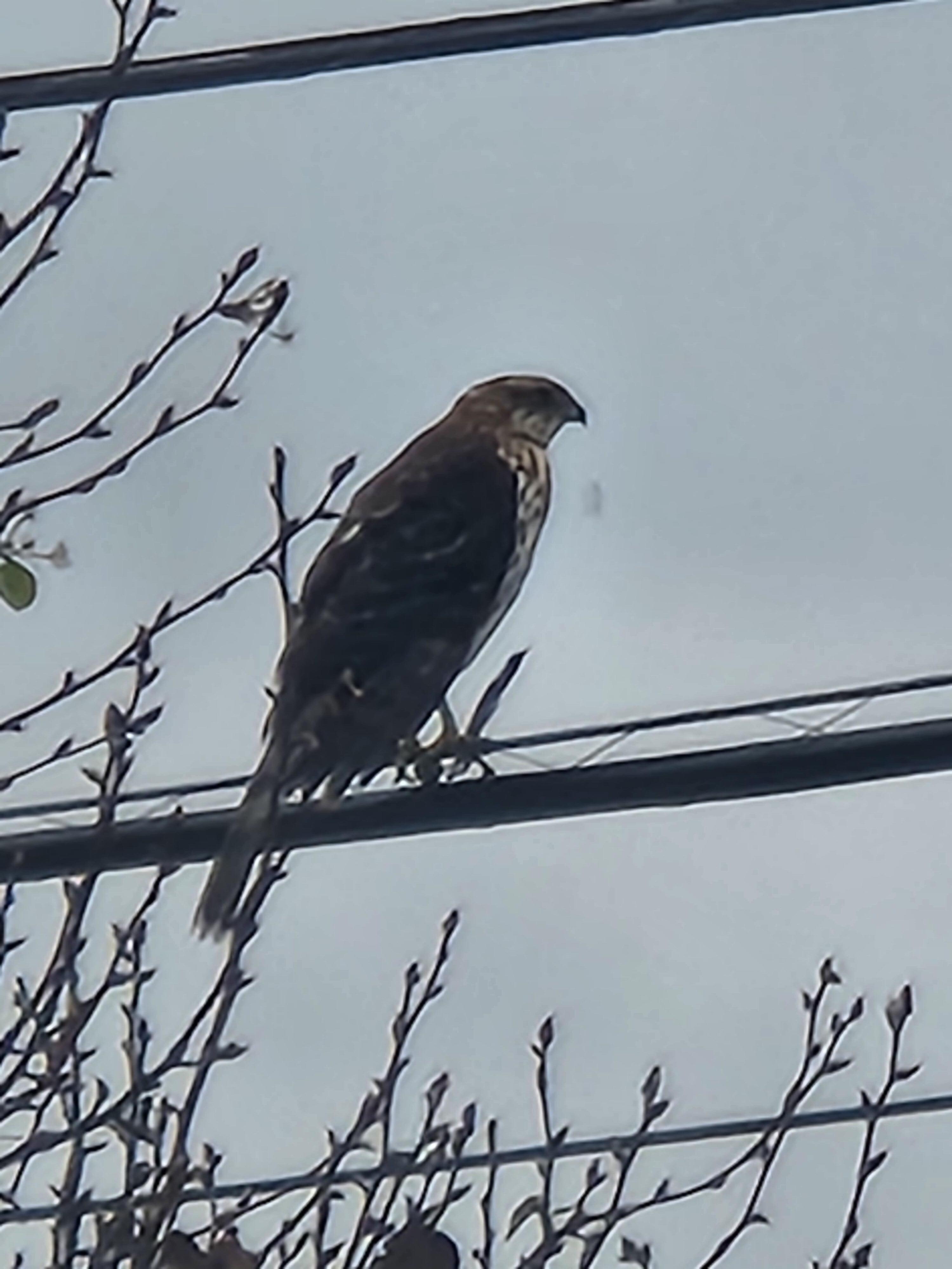 A little visitor.....