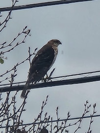 A little visitor.....