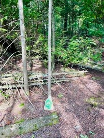 We highly recommend the trails at North Paw, they were hidden gem! The trails are a great example of how much soul Dave & Tim have put into North Paw, all the trailheads are spray painted by hand with a custom North Paw logo!