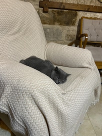Pasha the cat
