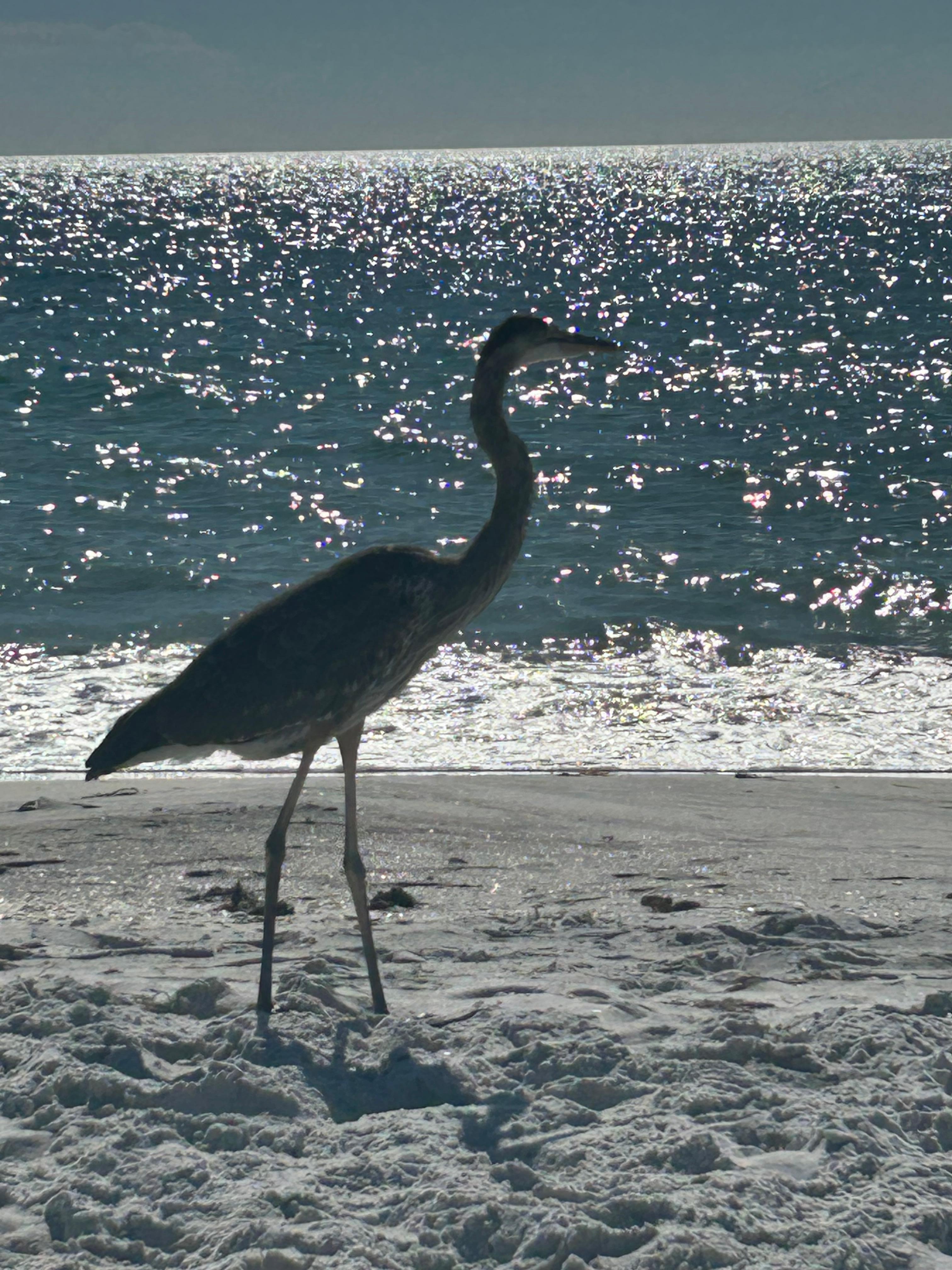 Our friend that hung with us on the beach we named him George