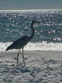 Our friend that hung with us on the beach we named him George