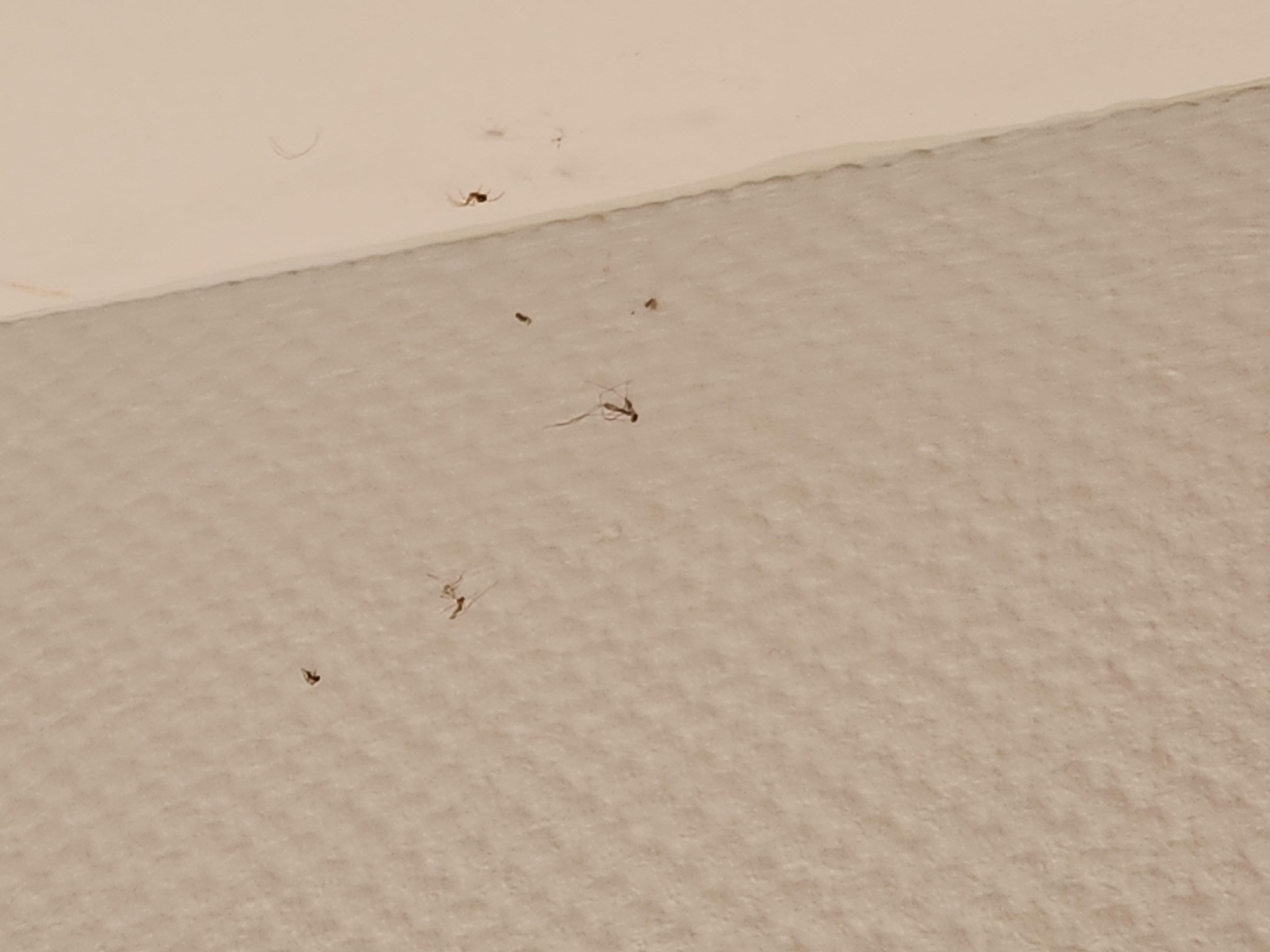 Spider web with dead bugs in it