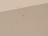 Spider web with dead bugs in it