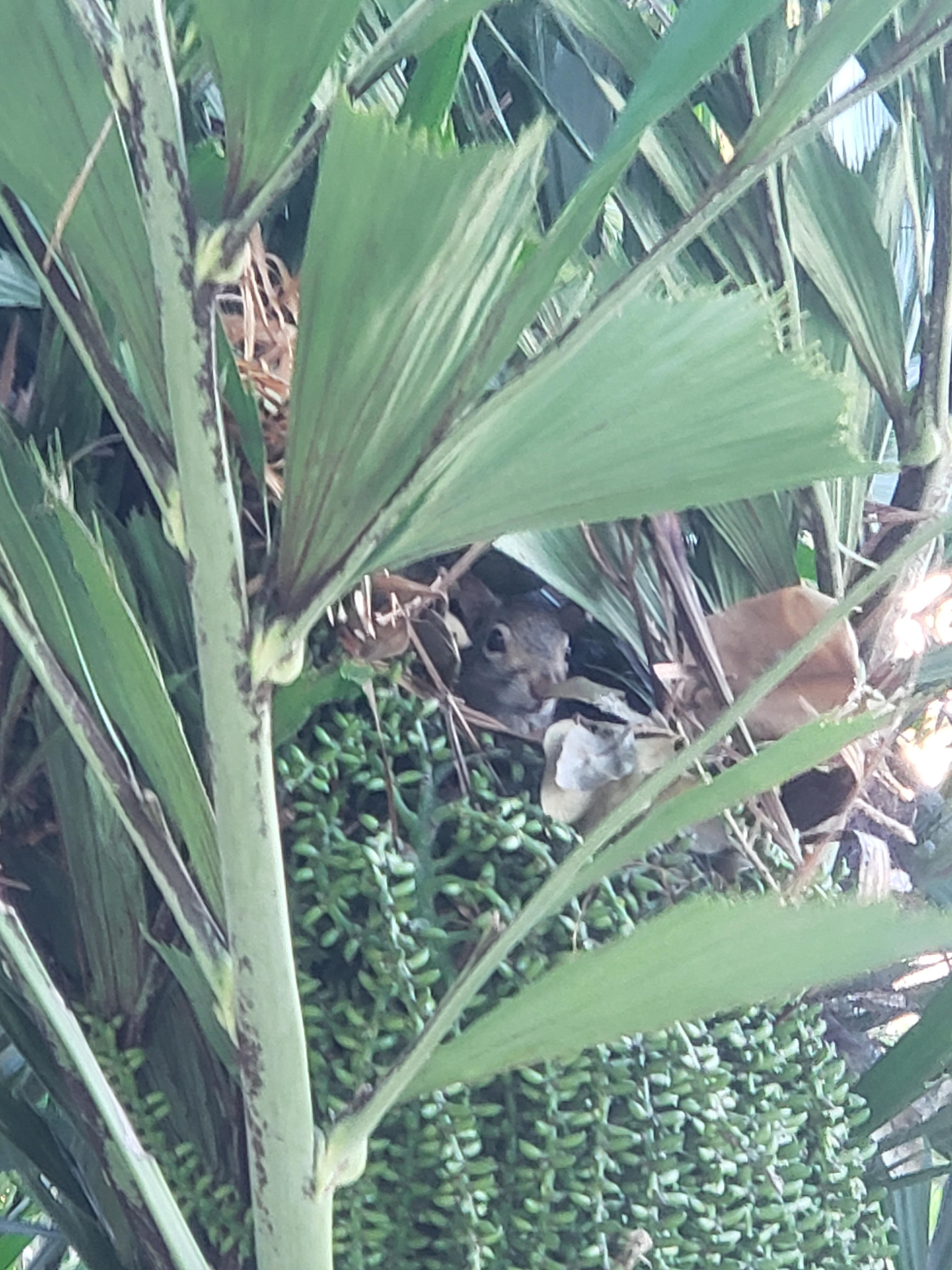 Found a squirrel nest in the tree right by our balcony 🥰