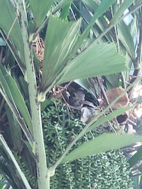 Found a squirrel nest in the tree right by our balcony 🥰