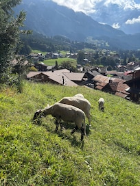 Neighbours