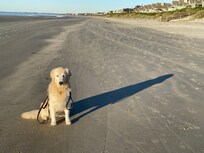Brie enjoys meeting people and other pups on the beach
