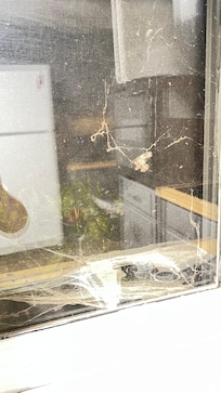 Spiderwebs in windows