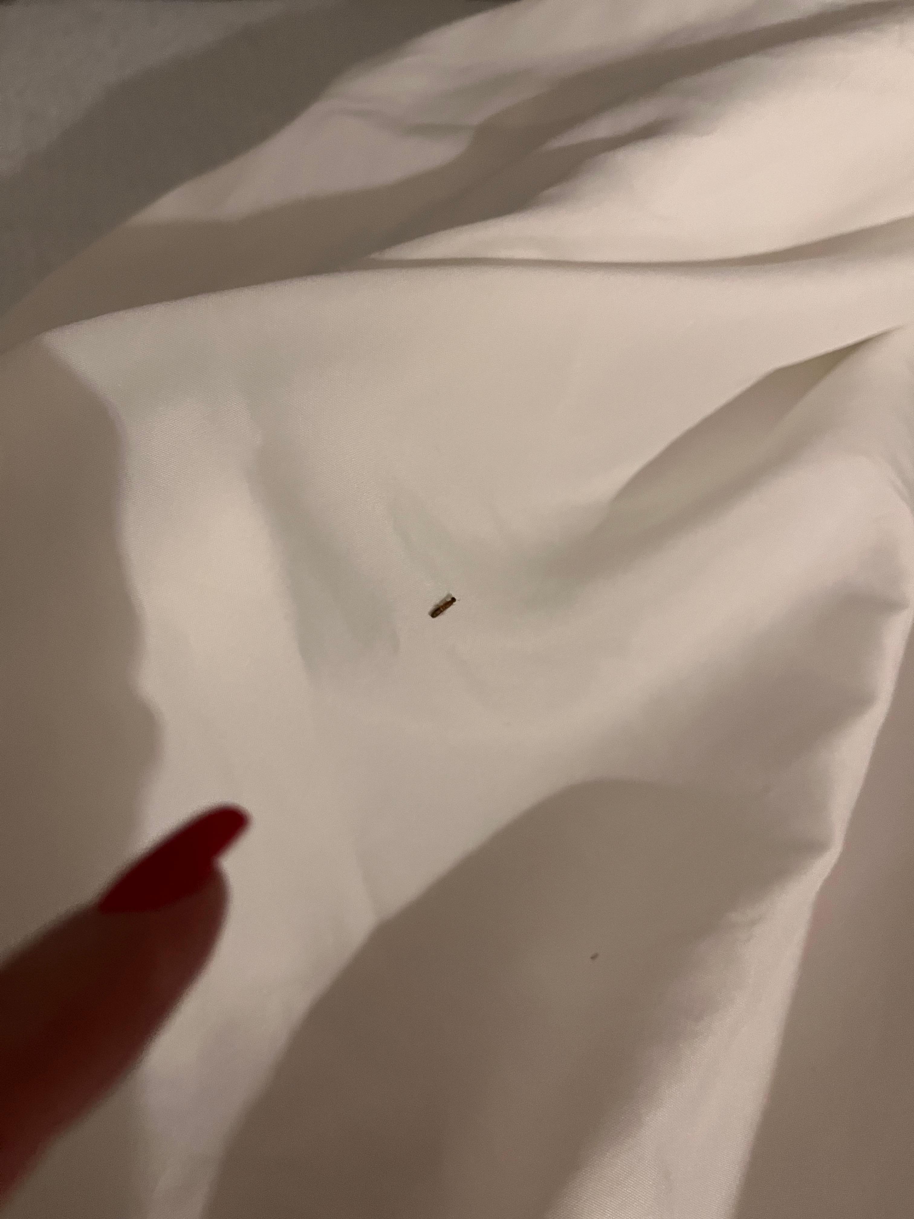 Worm like bug in the bed when turned down bedding 