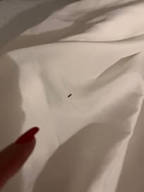 Worm like bug in the bed when turned down bedding