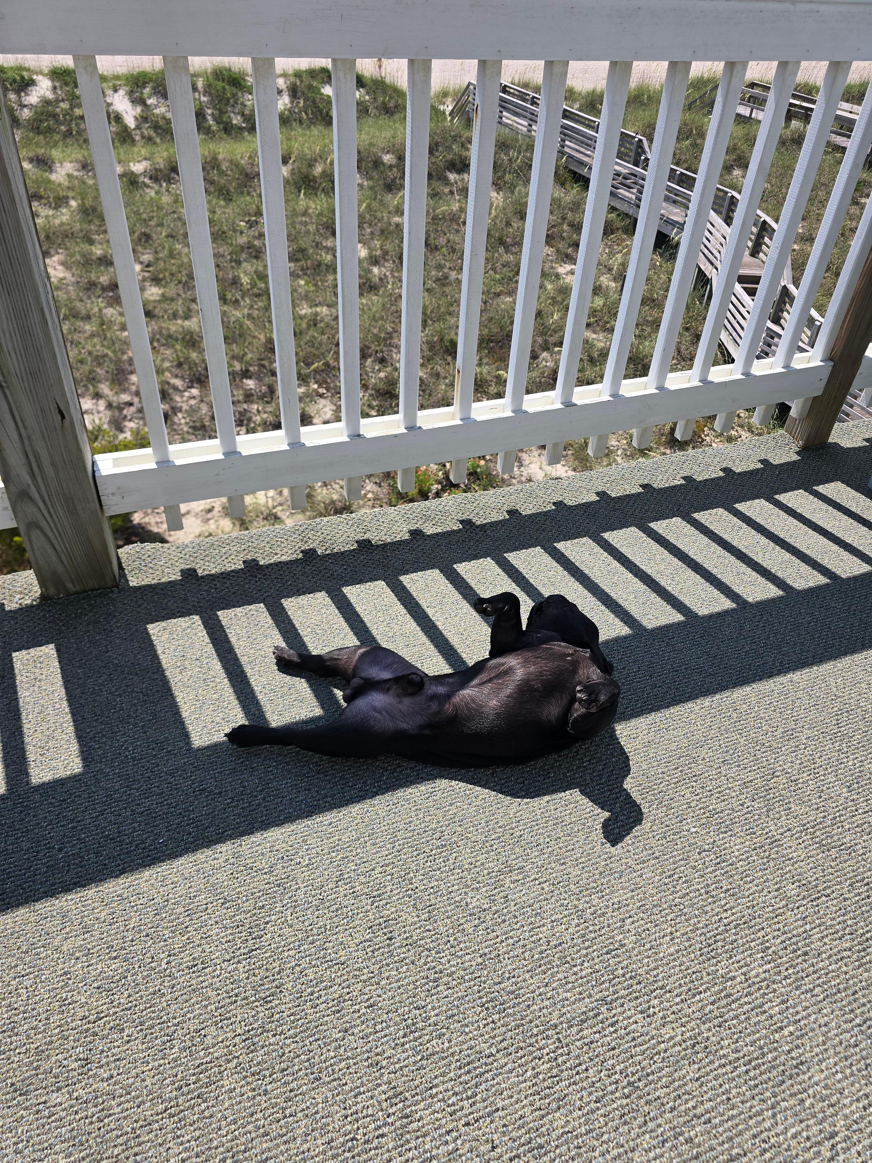 Draco enjoyed himself!