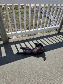 Draco enjoyed himself!