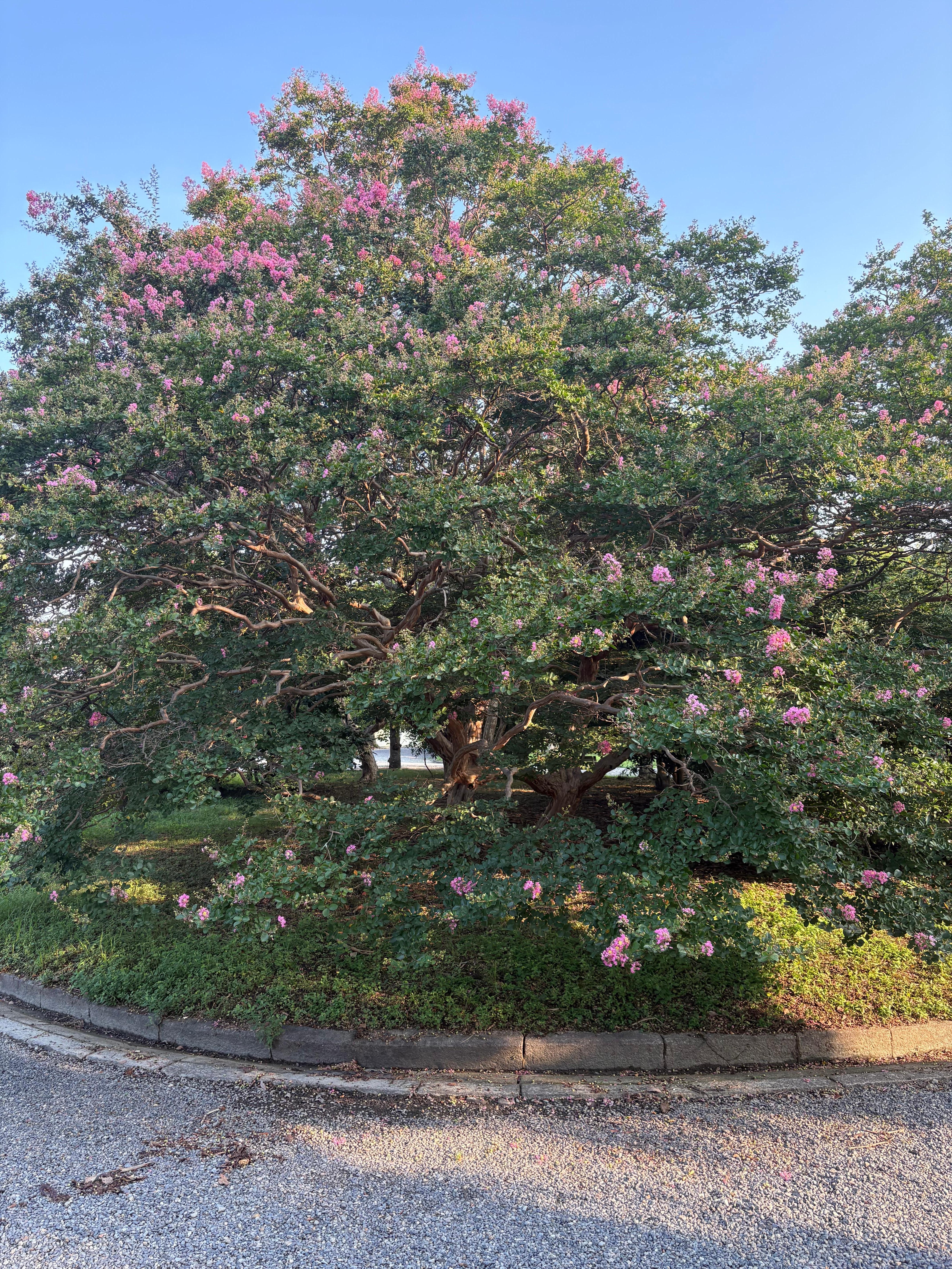 夏はサルスベリ